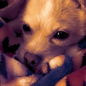 Meet your Posher, Angel